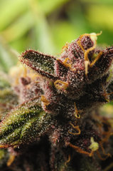 Red Hot Cookies de Sweet Seeds
