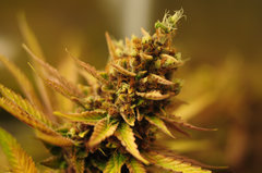 Red Hot Cookies de Sweet Seeds