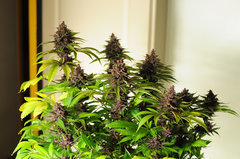Red Hot Cookies de Sweet Seeds