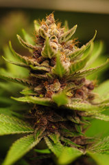 Red Hot Cookies de Sweet Seeds