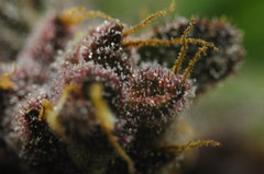 Red Hot Cookies de Sweet Seeds