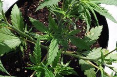 Jamaican Dream de Eva Seeds