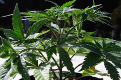 Jamaican Dream de Eva Seeds