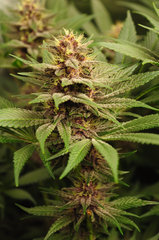 Red Hot Cookies de Sweet Seeds