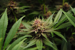Red Hot Cookies de Sweet Seeds