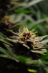 Red Hot Cookies de Sweet Seeds