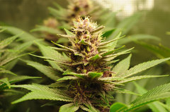 Red Hot Cookies de Sweet Seeds