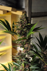 Red Hot Cookies de Sweet Seeds