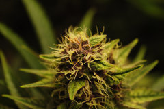 Red Hot Cookies de Sweet Seeds