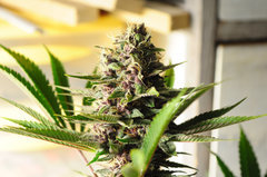 Red Hot Cookies de Sweet Seeds