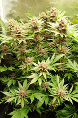 Red Hot Cookies de Sweet Seeds
