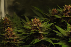 Red Hot Cookies de Sweet Seeds