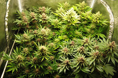 Red Hot Cookies de Sweet Seeds