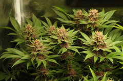 Red Hot Cookies de Sweet Seeds