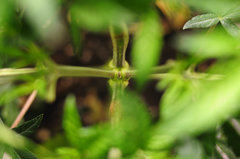 Jamaican Dream de Eva Seeds