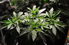 Jamaican Dream de Eva Seeds