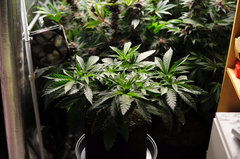 Jamaican Dream de Eva Seeds
