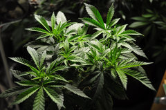 Jamaican Dream de Eva Seeds