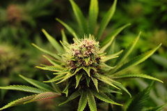 Red Hot Cookies de Sweet Seeds