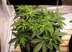 Jamaican Dream de Eva Seeds