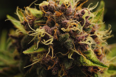 Red Hot Cookies de Sweet Seeds