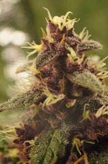 Red Hot Cookies de Sweet Seeds