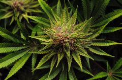 Red Hot Cookies de Sweet Seeds