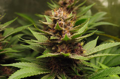 Red Hot Cookies de Sweet Seeds
