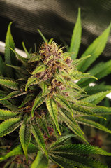 Red Hot Cookies de Sweet Seeds