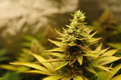 Red Hot Cookies de Sweet Seeds