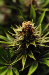 Red Hot Cookies de Sweet Seeds