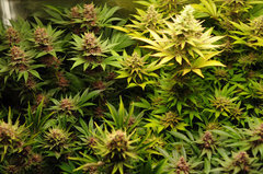 Red Hot Cookies de Sweet Seeds