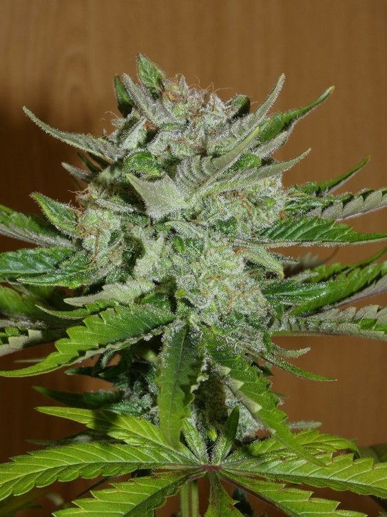Balkhi Afghan Landrace Lime Pheno (1).JPG