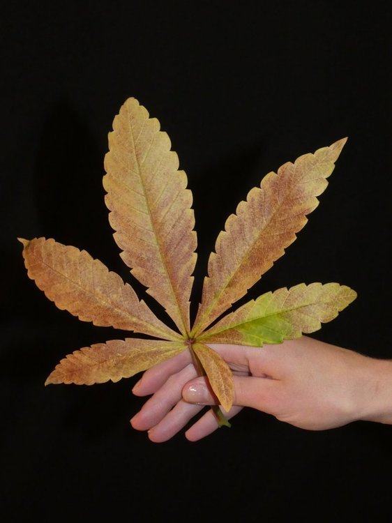 Cannabis Leaf Fading.JPG