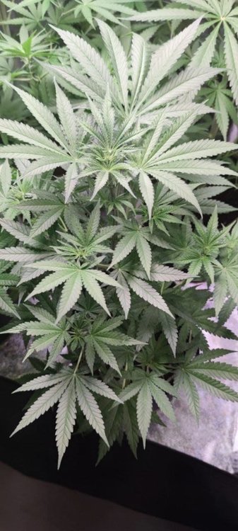 Plant2 (3).jpg