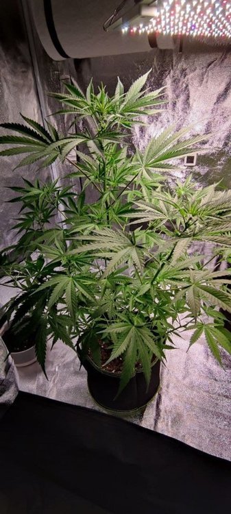 Plant4 (2).jpg