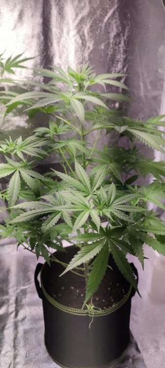 Plant3 (3).jpg