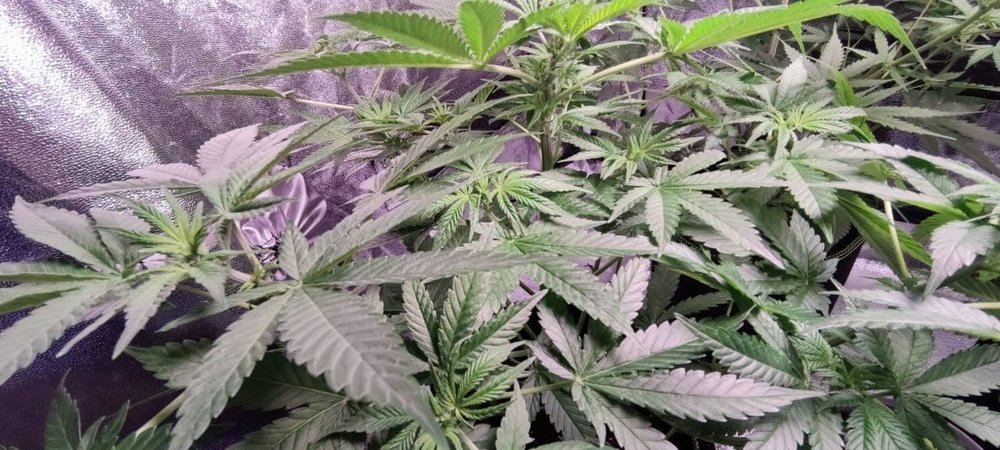 Plant1 (1).jpg