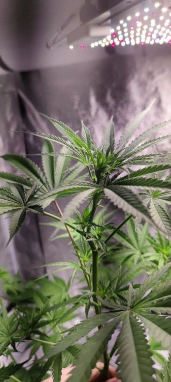 Plant4 (4).jpg