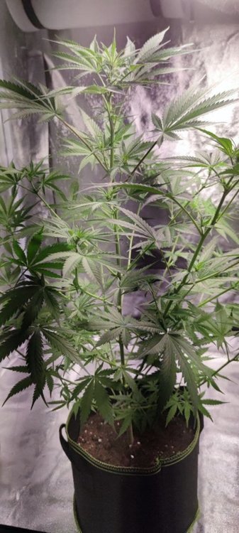 Plant4 (1).jpg
