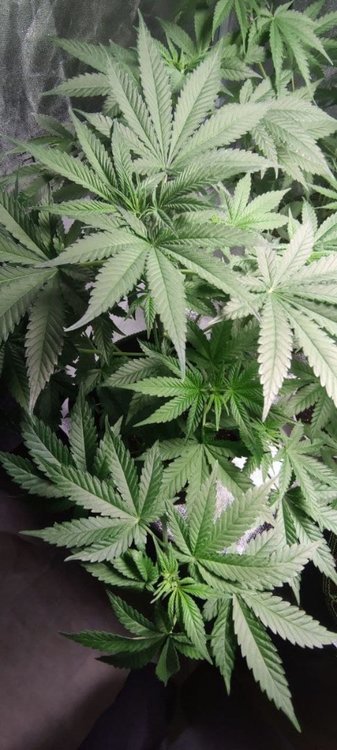 Plant1 (4).jpg