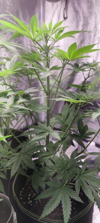 Plant2 (2).jpg