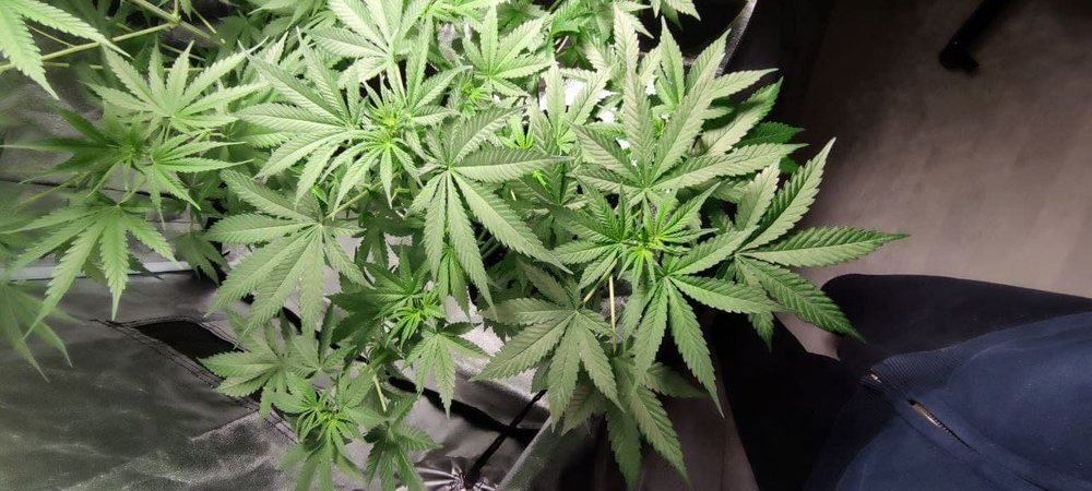 Plant1 (2).jpg