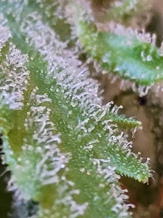 20210404_110119.jpg