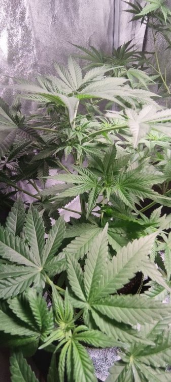 Plant1 (3).jpg