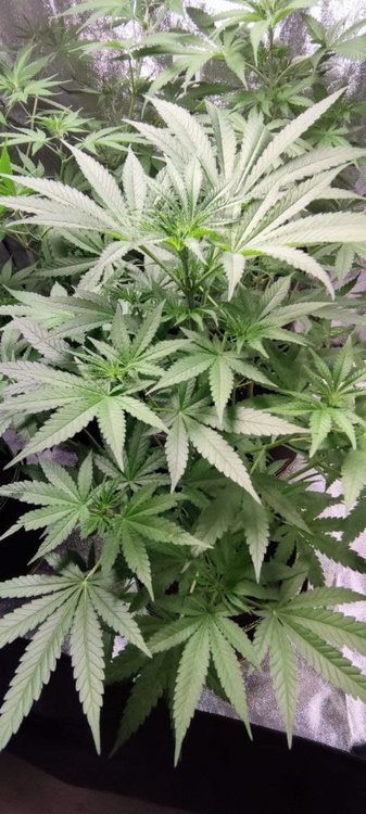 Plant2 (1).jpg