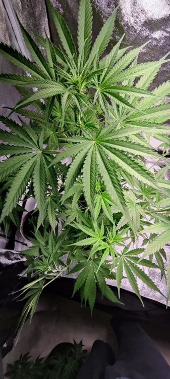 Plant4 (3).jpg
