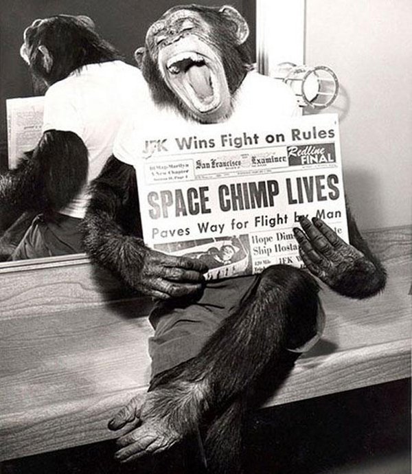 36-A-space-chimp-posing-to-camera-after-a-successful-mission-to-space-19612.jpg.bdf1816860c385bae5f938b94e55313f.jpg