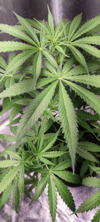 Plant3 (2).jpg