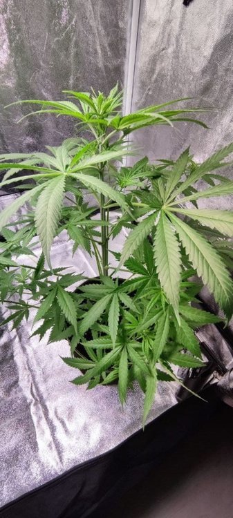 Plant3 (1).jpg